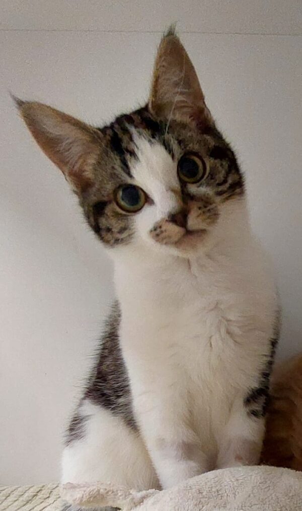 Mr Jones - beautiful tabby & white kitten