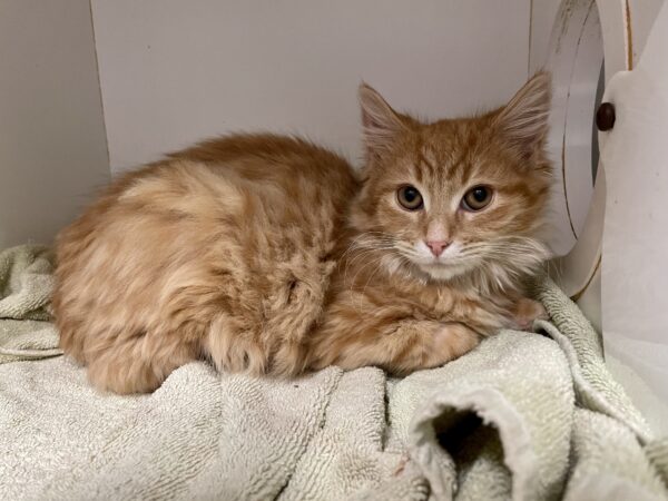 Toby -gentle, sensitive & charming - Image 2