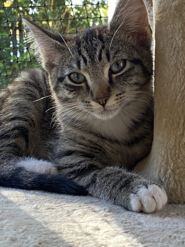 Gino Grigio - affectionate little boy