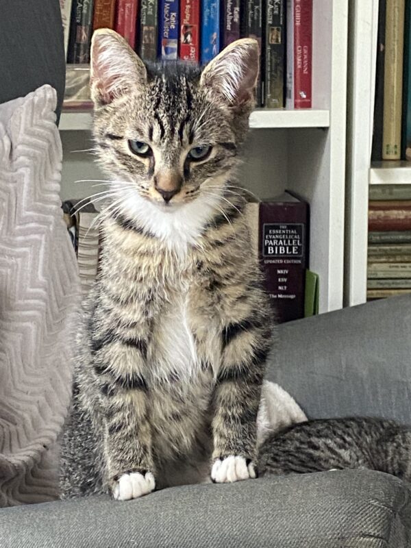 Pino Nero - articulate little snugglebug - Image 2