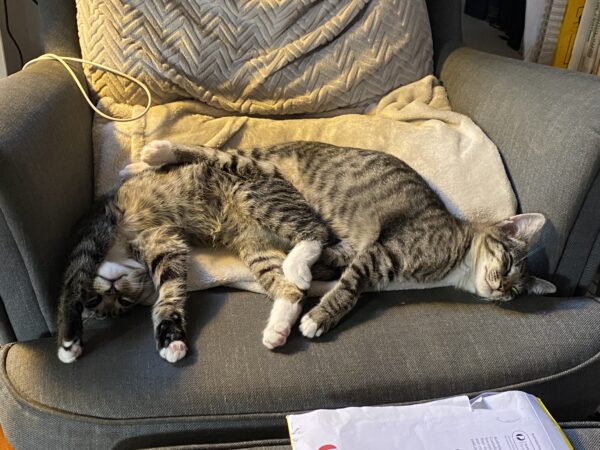 Gino Grigio - affectionate little boy - Image 3