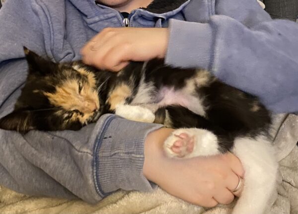 Biscuit - loooves cuddles - Image 5