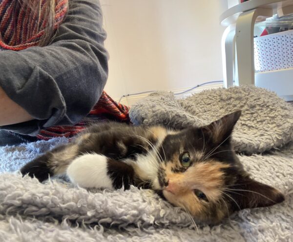 Biscuit - loooves cuddles - Image 3