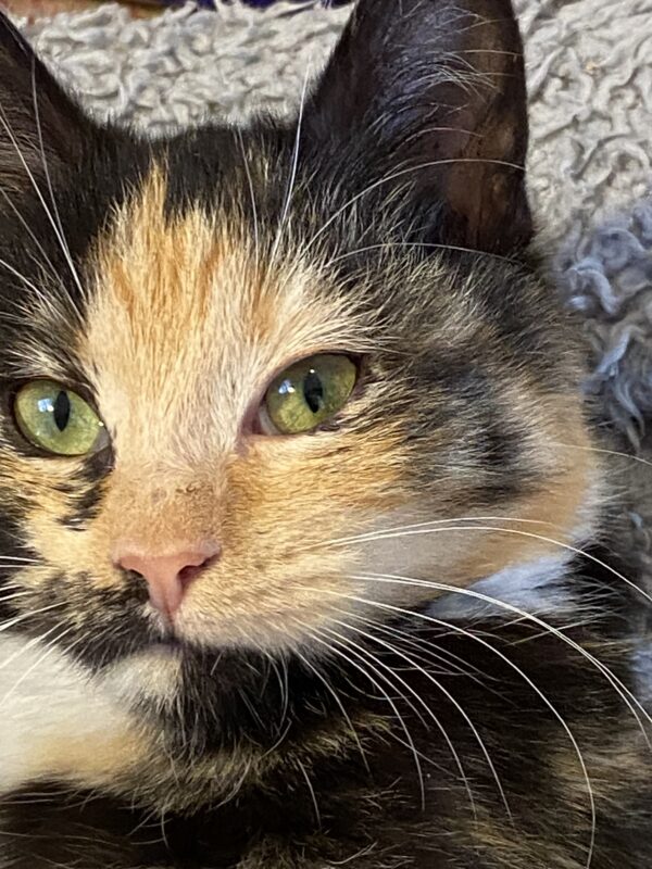 Biscuit - loooves cuddles - Image 2