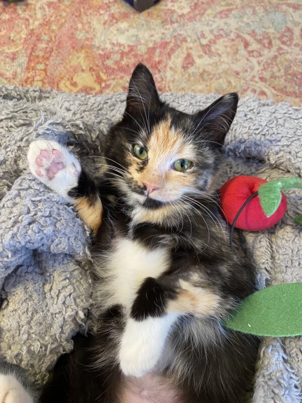 Biscuit - loooves cuddles