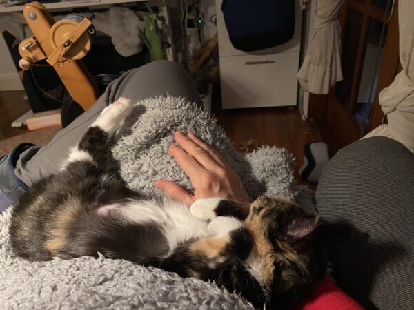 Biscuit - loooves cuddles - Image 4