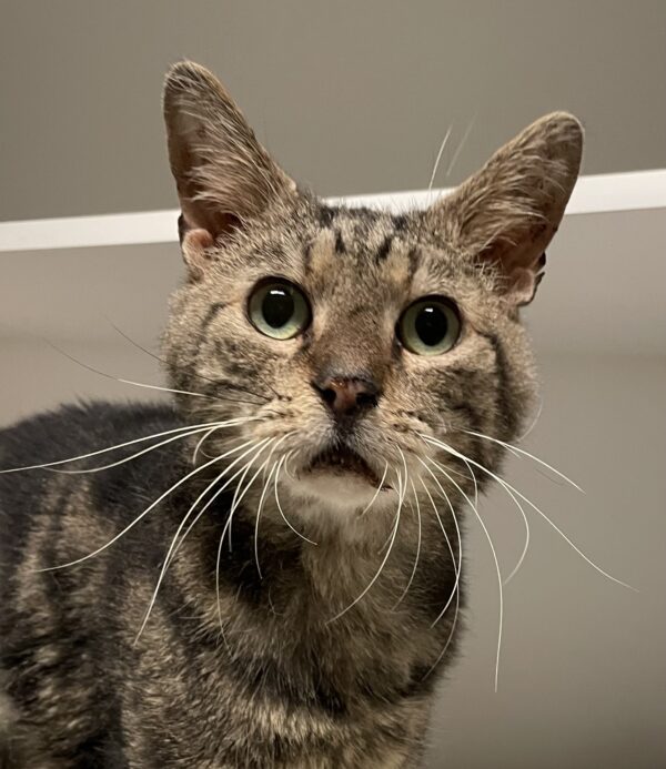 Chad - a distinguished brown tabby