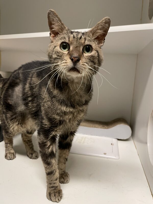 Chad - a distinguished brown tabby - Image 4