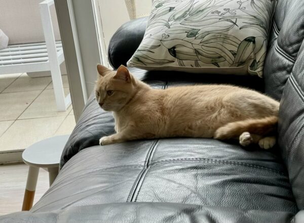 Moet and Jerry - a ginger duo - Image 8