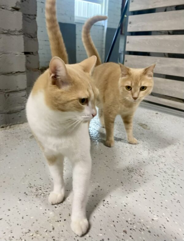 Moet and Jerry - a ginger duo - Image 6