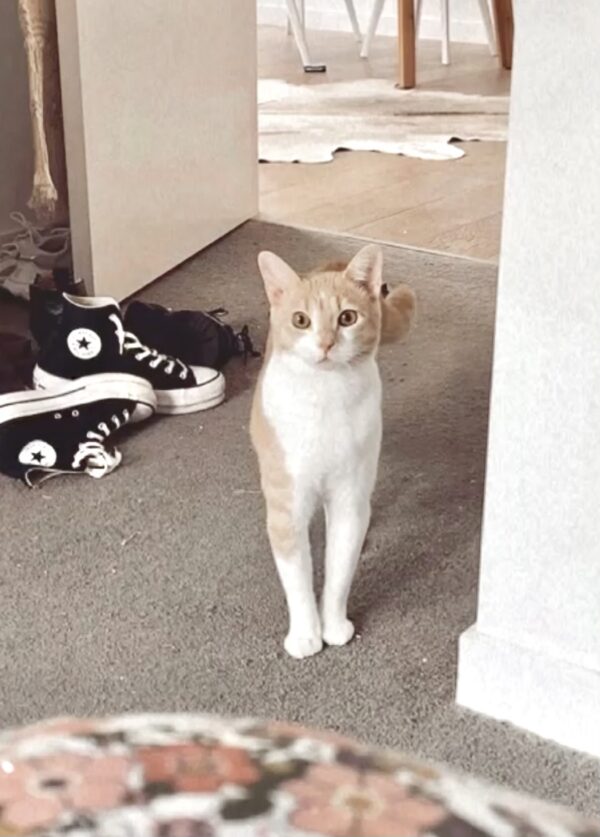 Moet and Jerry - a ginger duo - Image 7