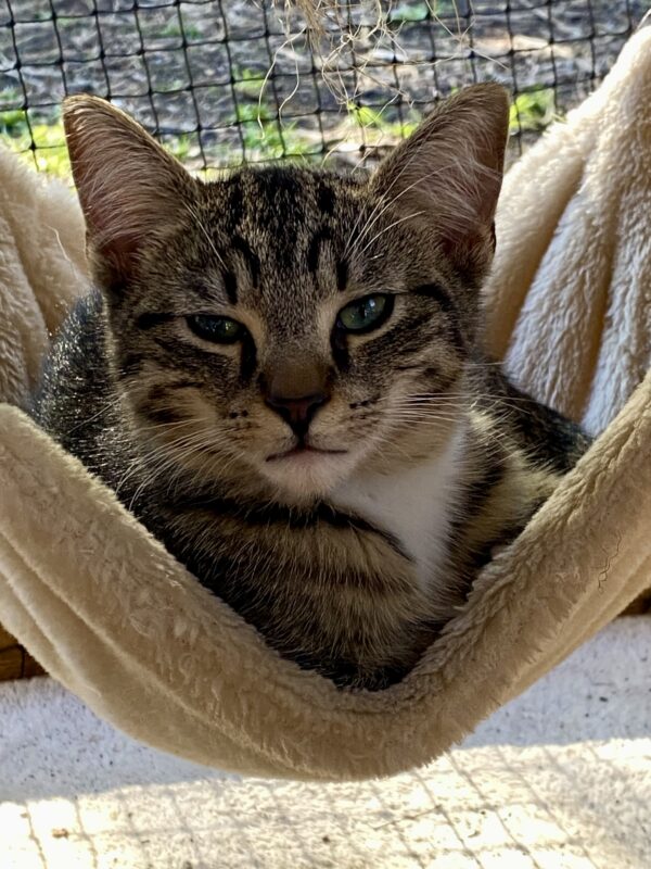 Pino Nero - articulate little snugglebug