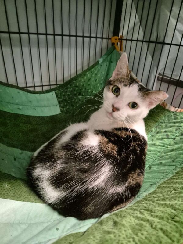 Sweetpea - adorable purrs