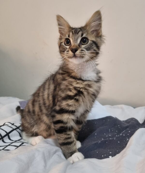 Cal - inquisitive and affectionate little boy - Image 2