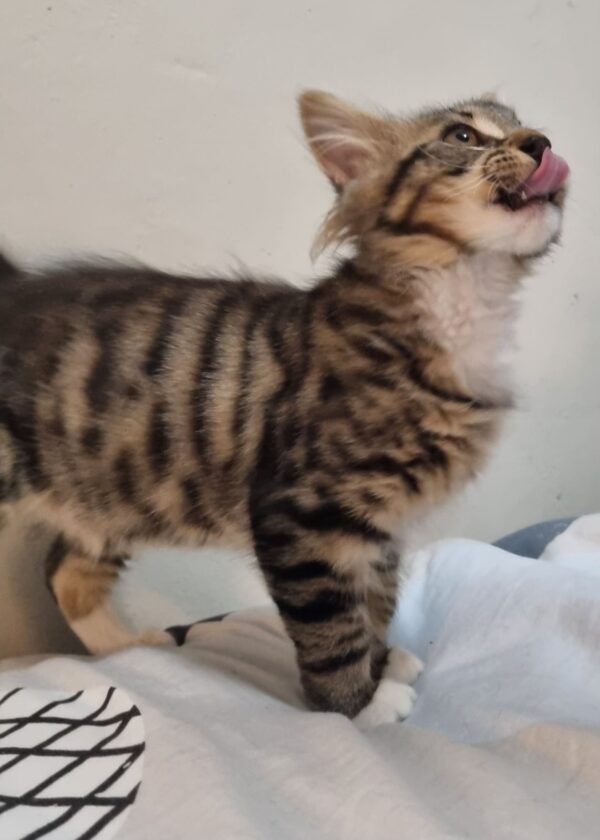 Cal - inquisitive and affectionate little boy - Image 3
