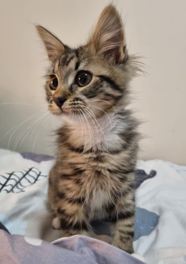 Cal - inquisitive and affectionate little boy - Image 4