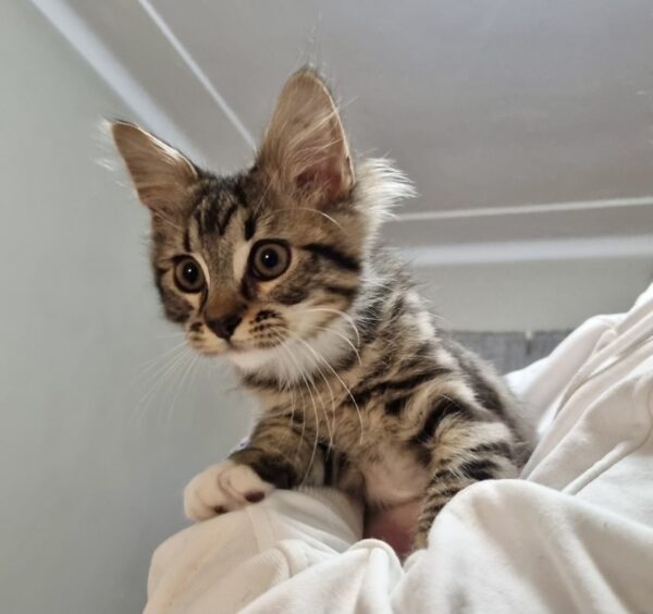 Cal - inquisitive and affectionate little boy