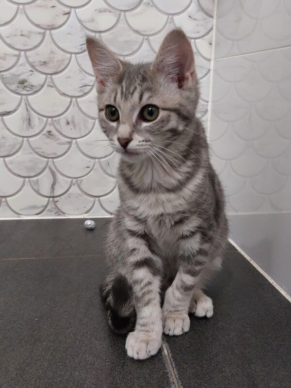 Zara and Zulu - super friendly people kittens - Image 4