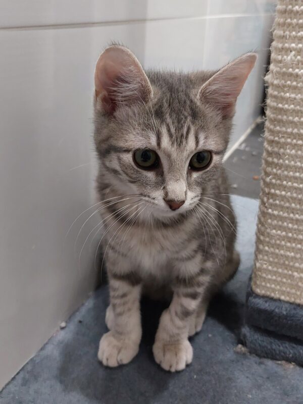 Zara and Zulu - super friendly people kittens - Image 3