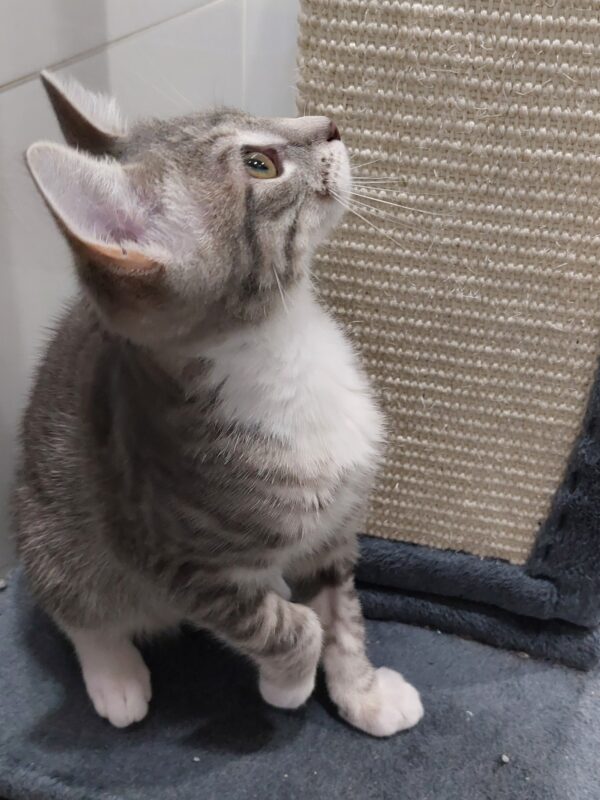 Zara and Zulu - super friendly people kittens - Image 5