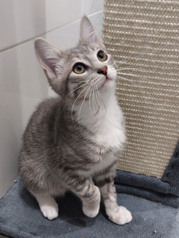 Zara and Zulu - super friendly people kittens - Image 2