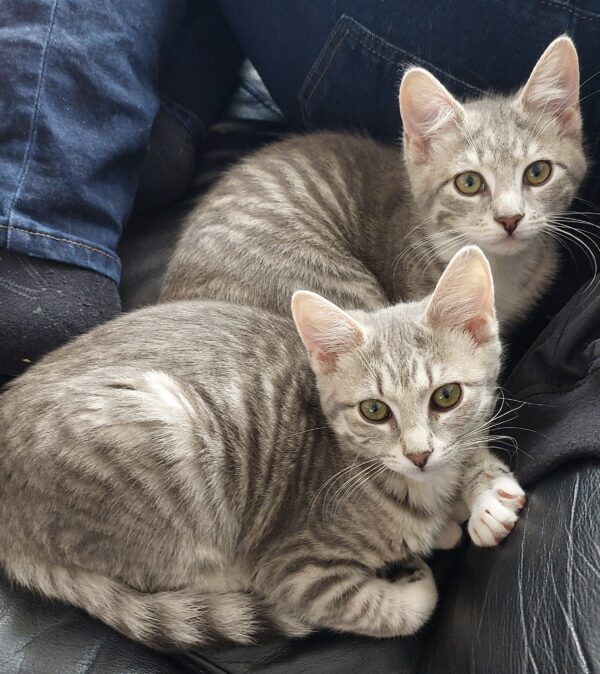 Zara and Zulu - super friendly people kittens