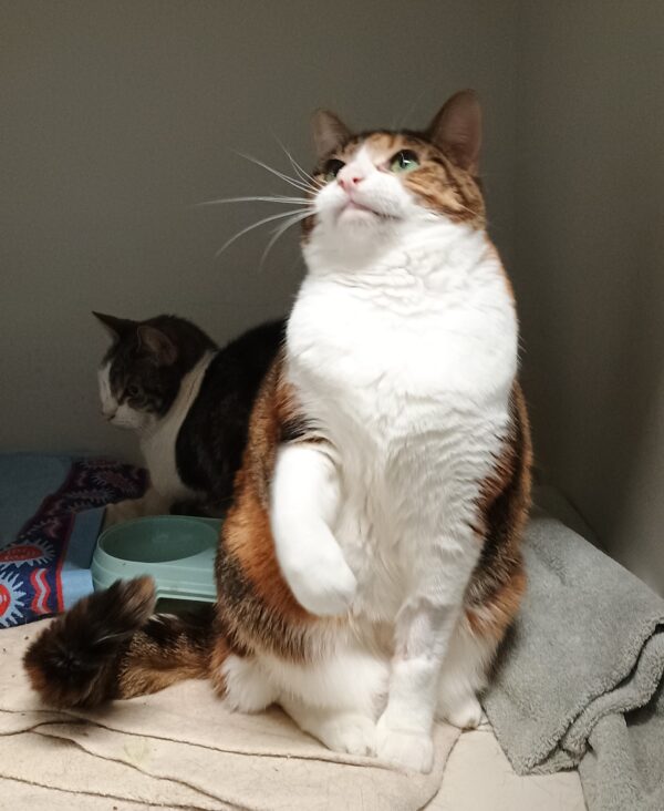 Riley - confident and calm - Image 2