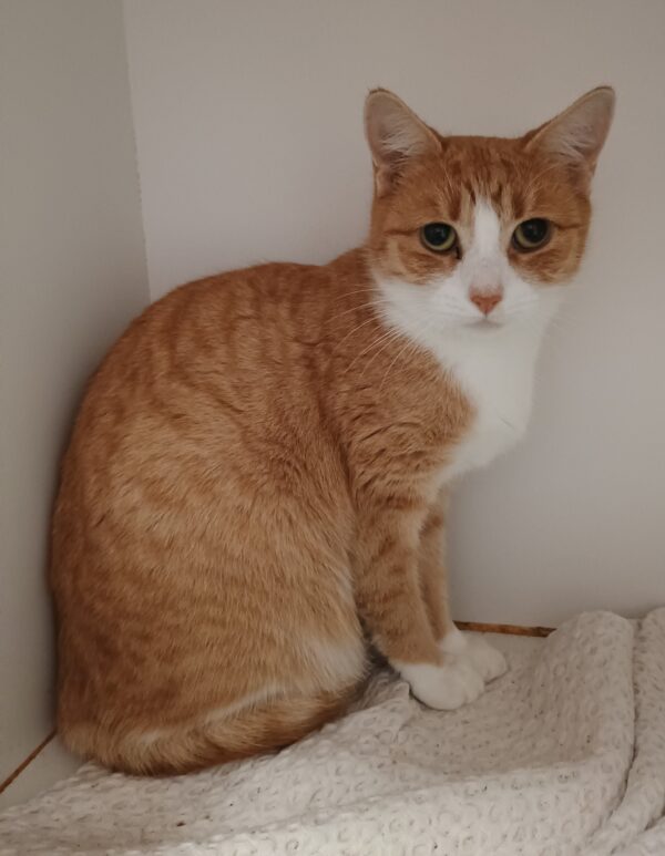Lucy - gentle and affectionate - Image 2