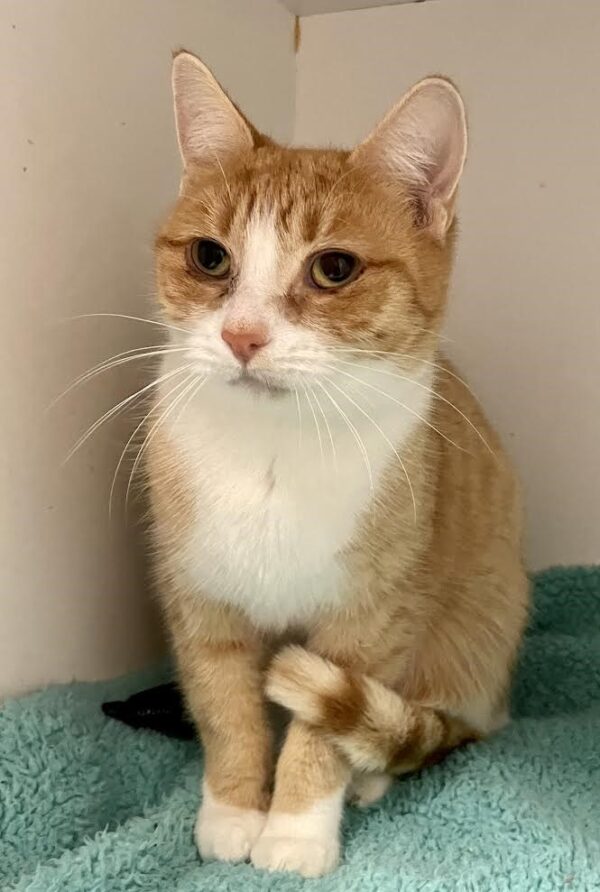 Lucy - gentle and affectionate