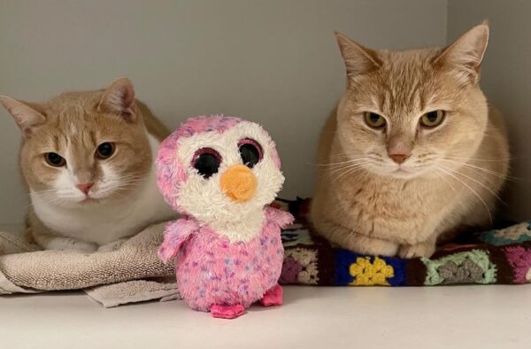 Moet and Jerry - a ginger duo - Image 9