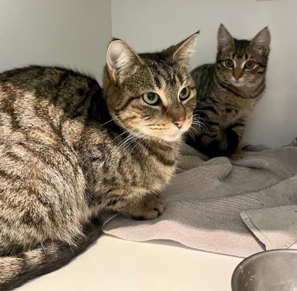 Jessa - sweet tabby Mum - Image 2