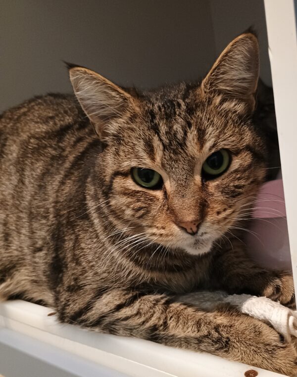 Jessa - sweet tabby Mum