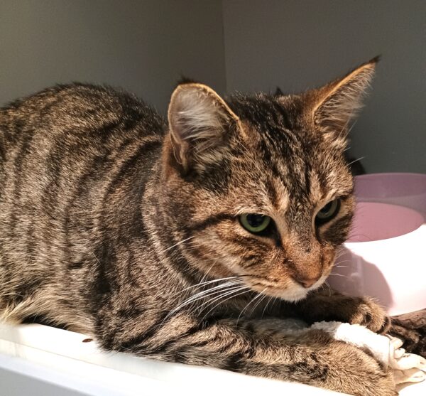 Jessa - sweet tabby Mum - Image 3