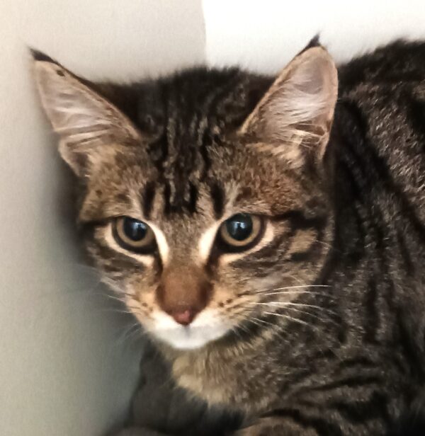 Belle - delightful brown tabby kitten