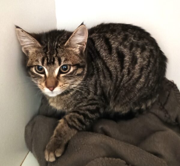 Belle - delightful brown tabby kitten - Image 3
