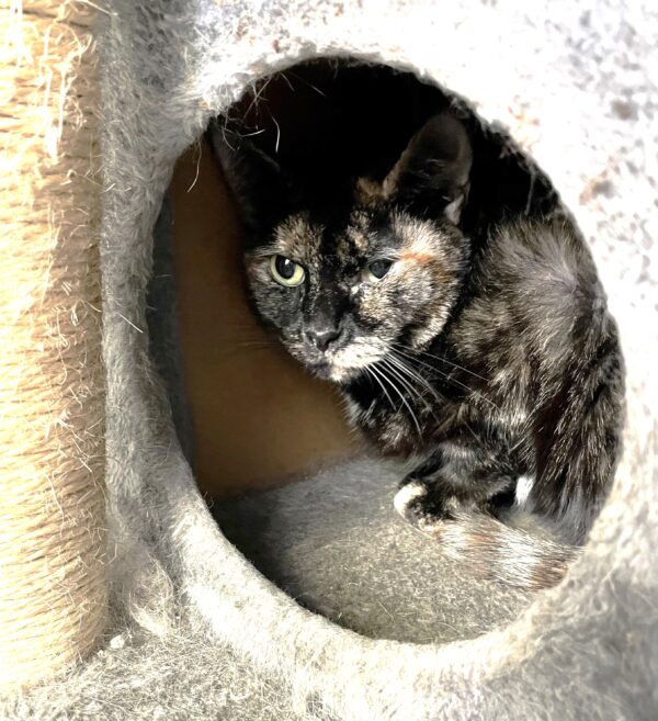 Hope - gentle 2 year old girl