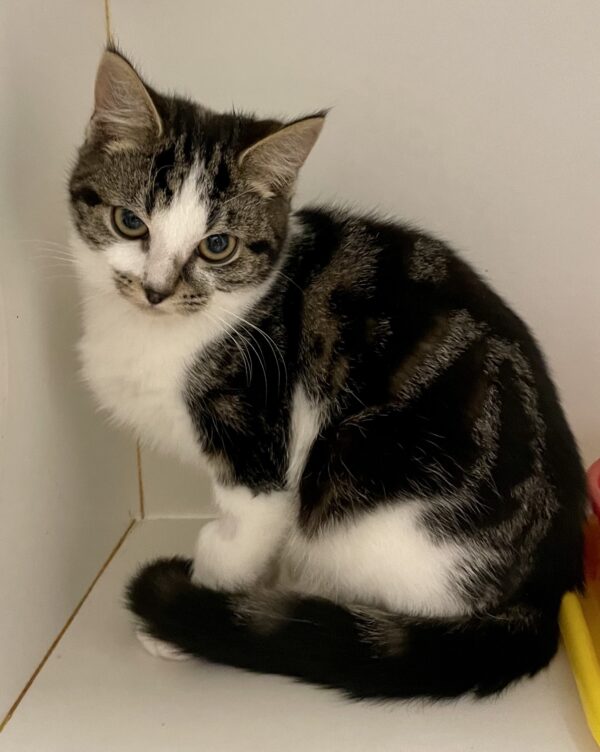 Mr Jones - beautiful tabby & white kitten - Image 2