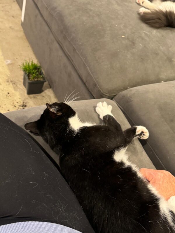 Sesame - affectionate little companion - Image 4