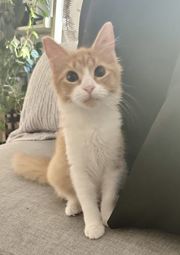 Janet - playful little companion - Image 3