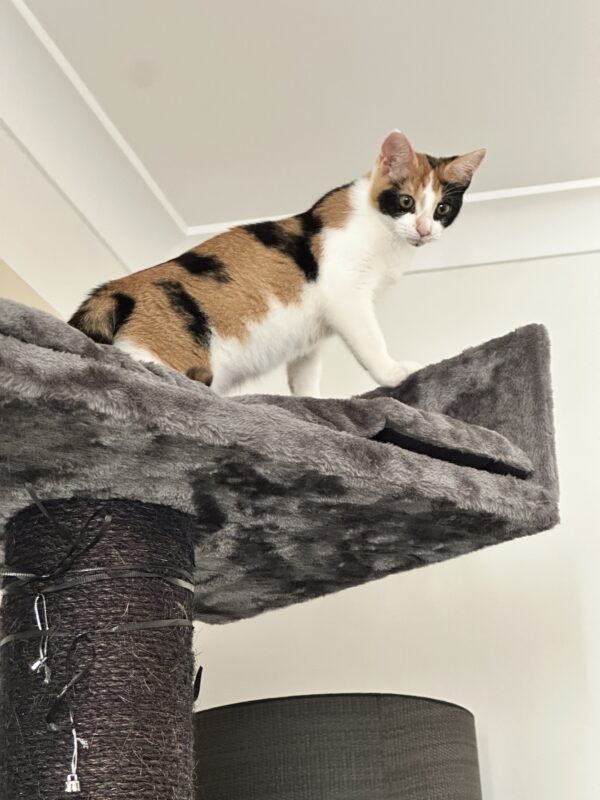 Rebecca - affectionate companion - Image 3