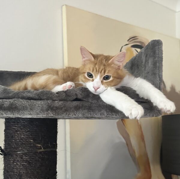 Janet - playful little companion - Image 2