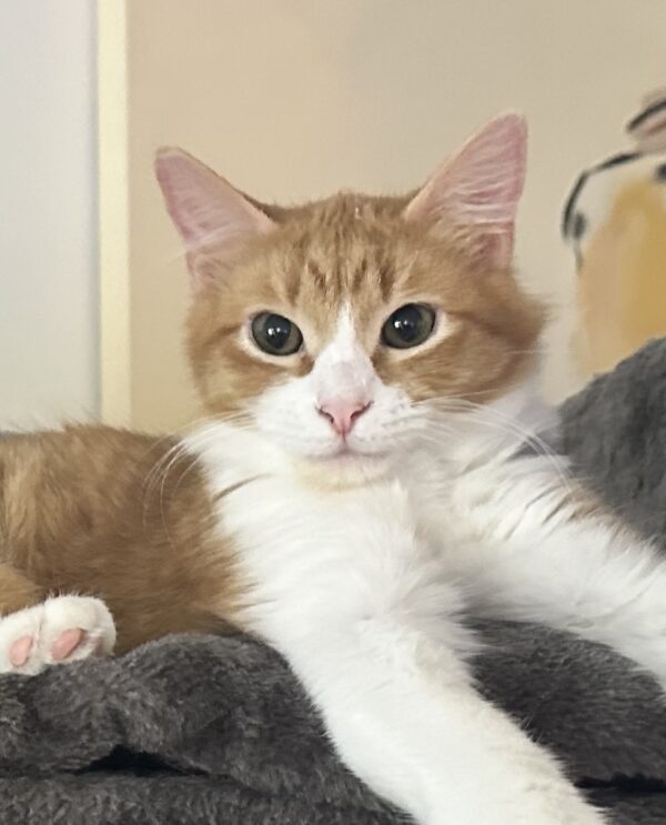 Janet - playful little companion