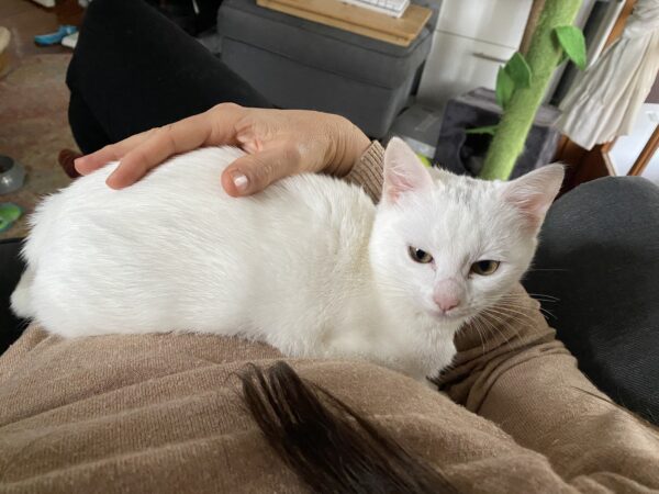 Khione - affectionate little snow goddess - Image 3
