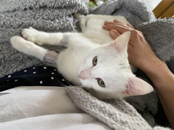 Khione - affectionate little snow goddess - Image 2