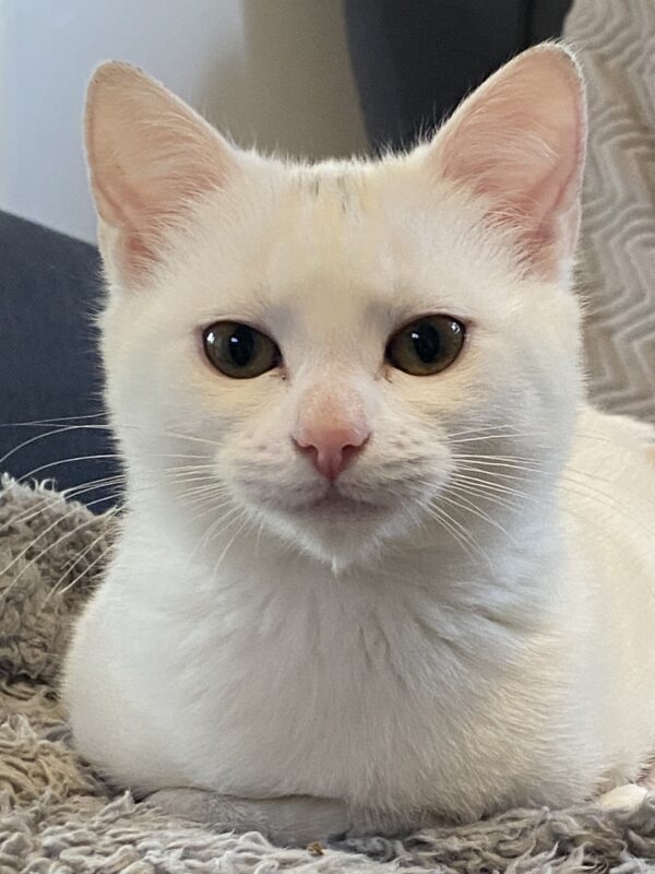 Khione - affectionate little snow goddess