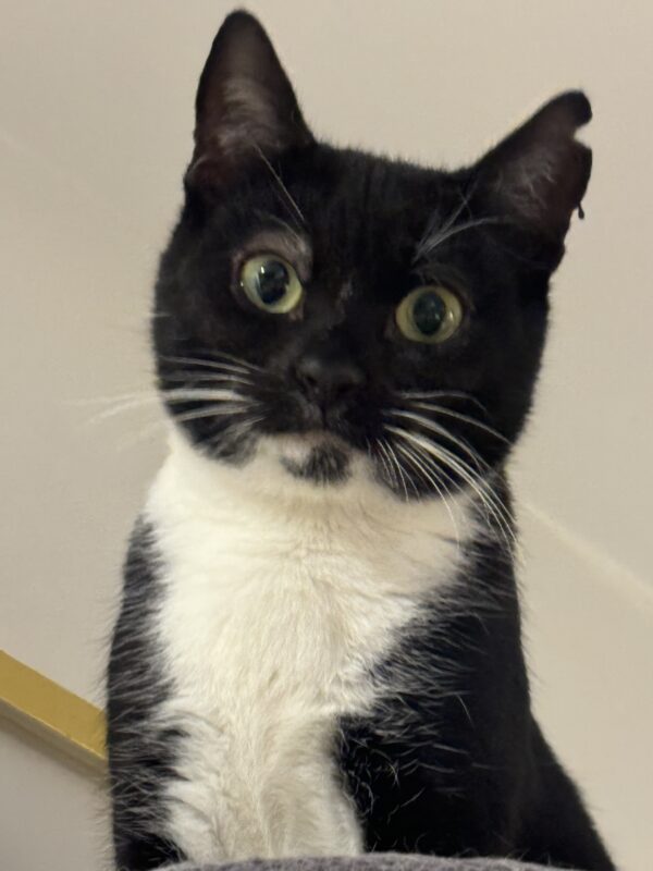 Sesame - affectionate little companion - Image 3