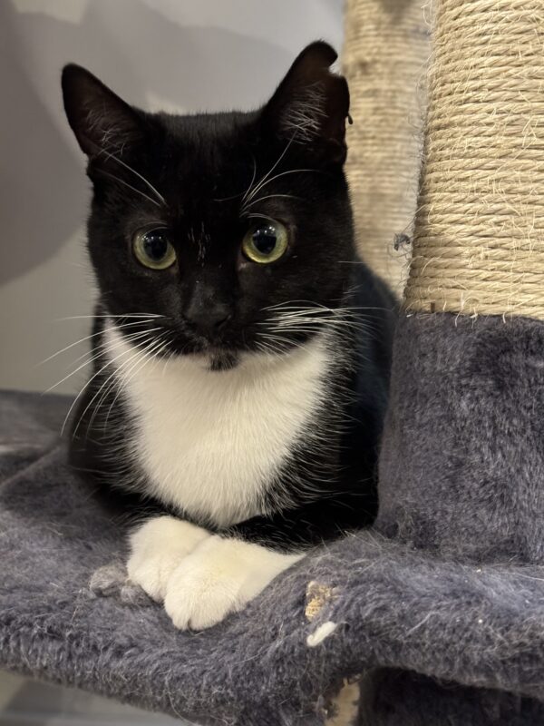 Sesame - affectionate little companion