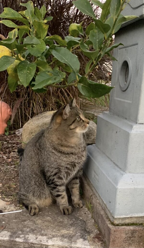 Kit - charming and independent boy - Image 4