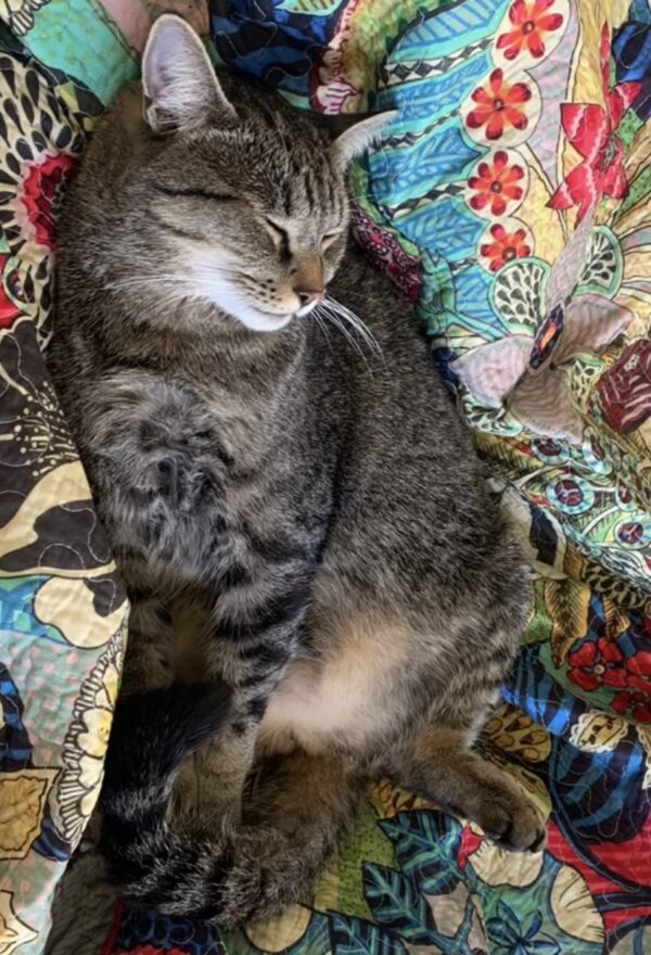 Kit - charming and independent boy - Image 2