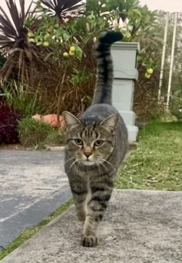 Kit - charming and independent boy - Image 3